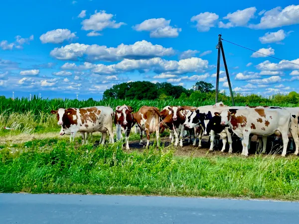 Reden wir über Kuhmilch